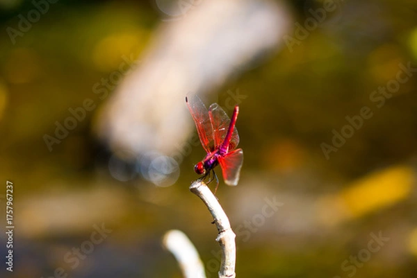 Fototapeta A colorful dragonfly is perched on a branch.