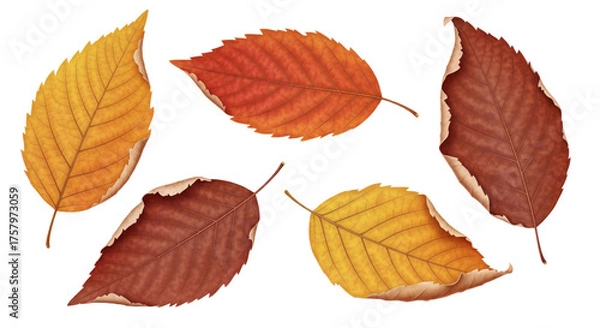 Fototapeta Autumn maple leaf isolated on white or transparent background