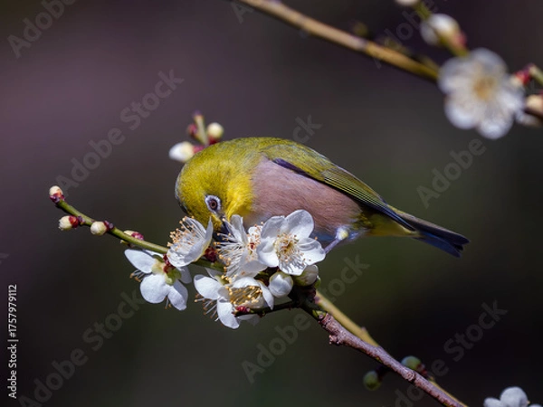 Obraz 白梅の枝にとまるメジロ