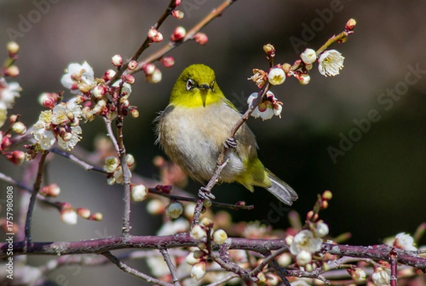 Obraz 白梅にとまるメジロ