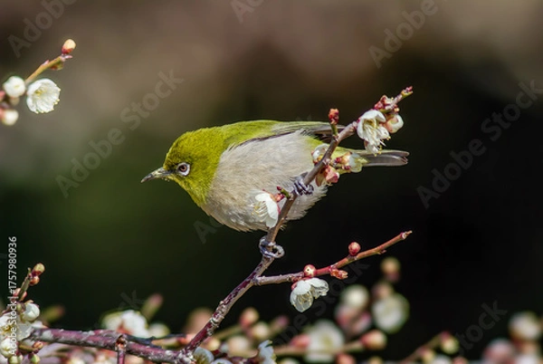 Obraz 白梅にとまるメジロ