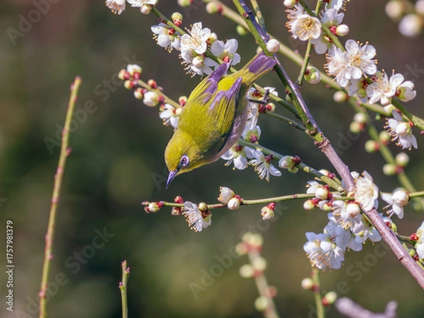 Obraz 梅の花とメジロ