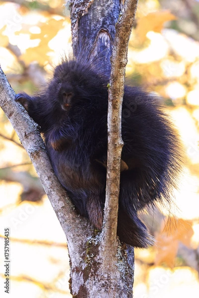 Fototapeta Close up of a North American porcupine portrait in the tree during the autumn, Canada