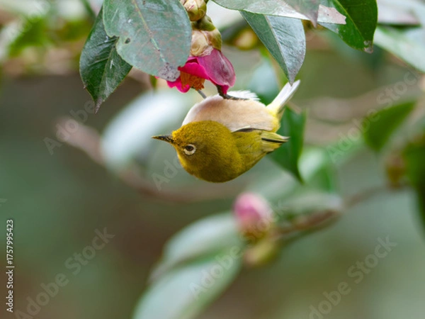 Obraz 椿の花の蜜を吸うメジロ