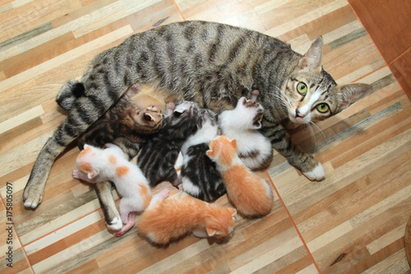 Obraz little baby cute kitten breastfeed mom cat wood background