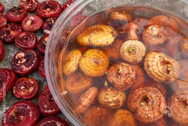 Fototapeta gladiolus bulbs soaked in a contact fungicide solution before planting in a flowerbed