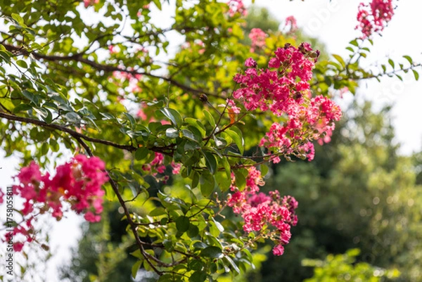 Fototapeta サルスベリ（百日紅）