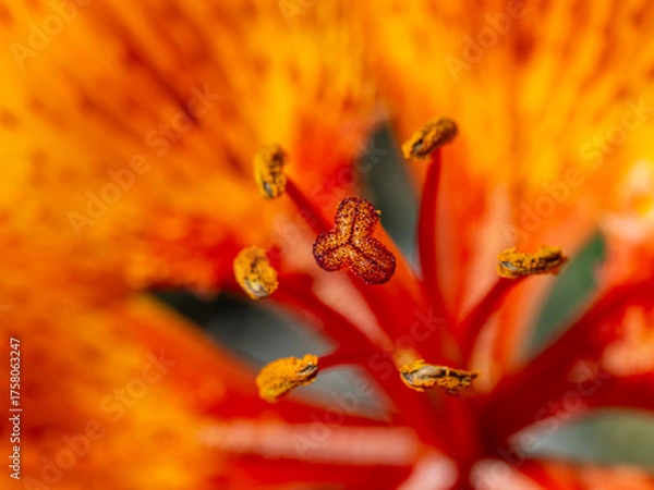 Fototapeta An extreme close-up view of the center of a vibrant orange, speckled flower Fire Lily (Lilium bulbiferum), focusing on the detail of the anthers and stigma, captured near the mountain pass.