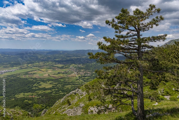Fototapeta A solitary pine tree stands on the steep, grassy slopes above Otliško okno, offering a panoramic view of the vast green Vipava Valley stretching out under a partially cloudy sky.
