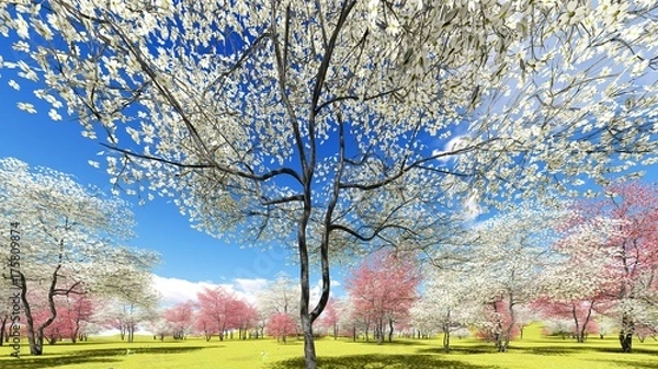 Obraz Flowering dogwood trees in orchard in spring time 3d rendering
