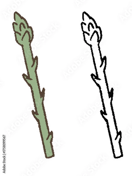 Obraz 手描きのアスパラガス