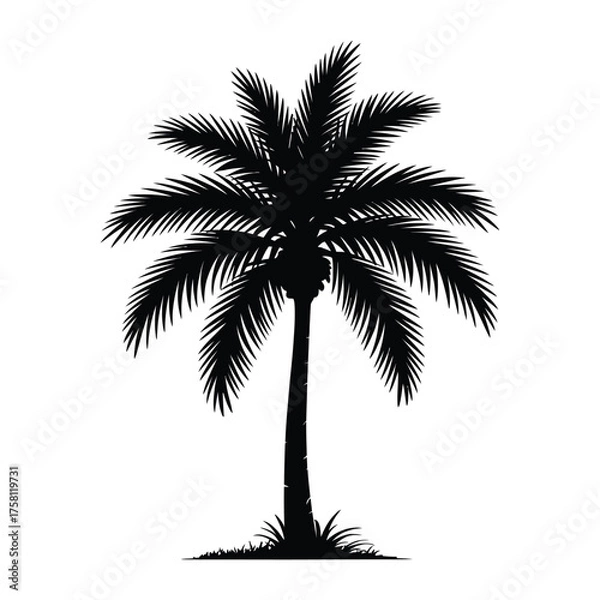 Fototapeta Silhouette of a tropical palm tree on a white background