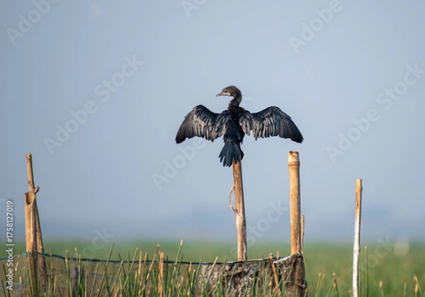 Fototapeta Cormorant bird resting on a pole with use of selective focus
