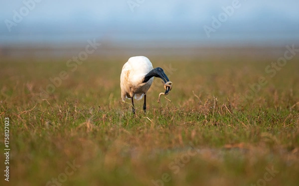 Fototapeta Black headed ibis with a snake hunt in the wetlands. Close up, selective focus