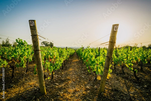 Obraz Rows of vineyards in tuscany