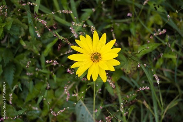 Fototapeta Topinambur laying in grass