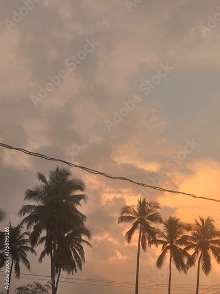 Obraz palm trees at sunset