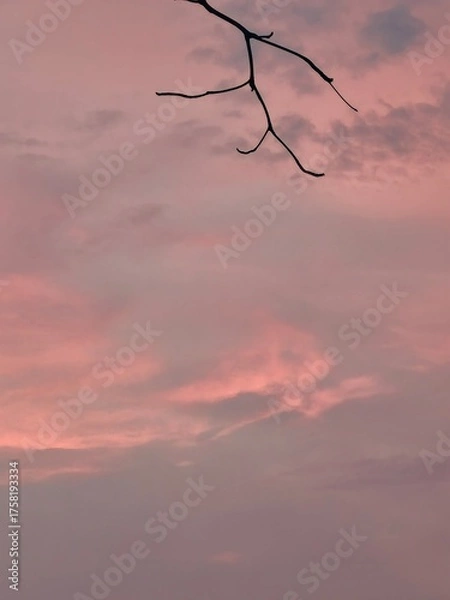 Fototapeta Beautiful sunset view in the sky between dry branch 