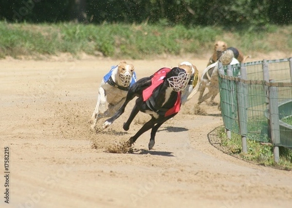Fototapeta Windhunde
