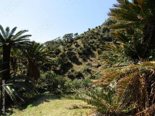 Obraz 宮崎県串間市都井岬、国の特別天然記念物に指定されている蘇鉄の自生地
