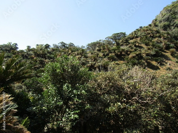 Obraz 宮崎県串間市都井岬、国の特別天然記念物に指定されている蘇鉄の自生地
