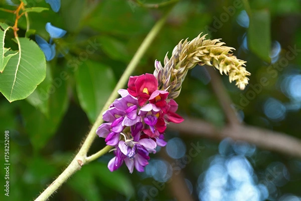 Fototapeta クズの花