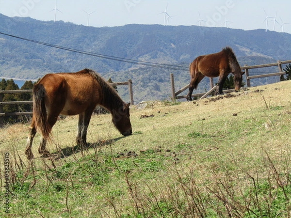 Obraz 宮崎県串間市都井岬、草原で草を食べている日本唯一の野生馬「御崎馬」
