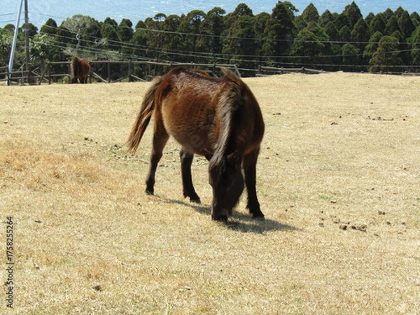 Obraz 宮崎県串間市都井岬、草原で草を食べている日本唯一の野生馬「御崎馬」