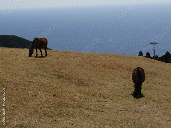 Obraz 宮崎県串間市都井岬、草原で草を食べている日本唯一の野生馬「御崎馬」