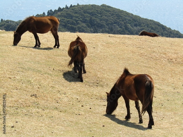 Obraz 宮崎県串間市都井岬、草原で草を食べている日本唯一の野生馬「御崎馬」