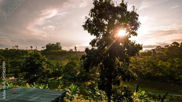 Obraz Sun Behind the Tree