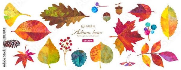 Obraz 秋の紅葉した、森の自然素材イラストセット。紅葉やどんぐりなどの木の実。カラフルなペインティングテクスチャのイラスト。（ベクター）