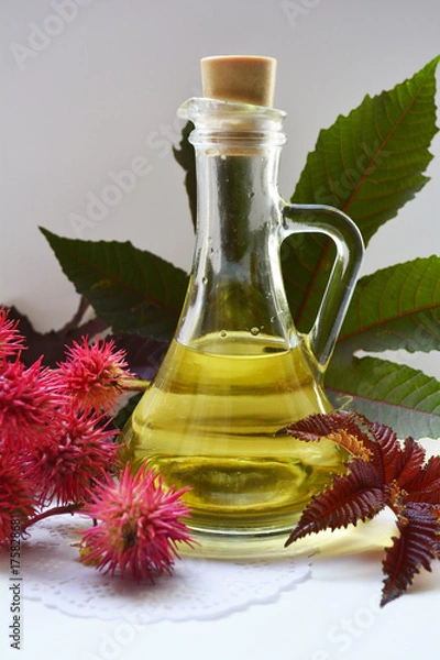Obraz castor oil, container of ready-to-use in medicine and cosmetics castor oil, cones and leaves of the plant of castor oil