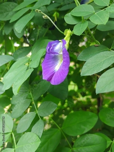 Obraz Violet flower image