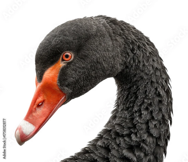 Fototapeta Majestic black swan displaying elegance wildlife sanctuary nature isolated on transparent background