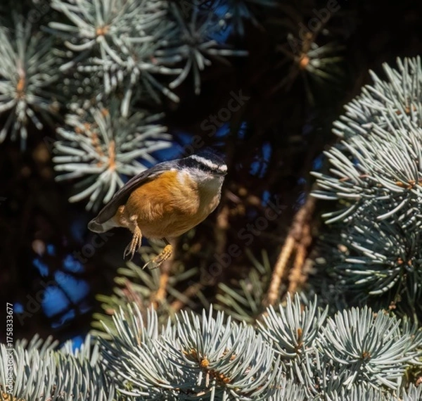 Obraz Red-Breasted Nuthatch