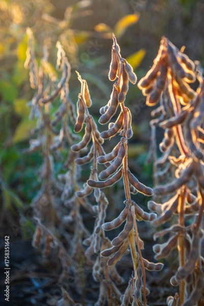 Obraz Close up of sunset scenery in soybean fields during the harvest season