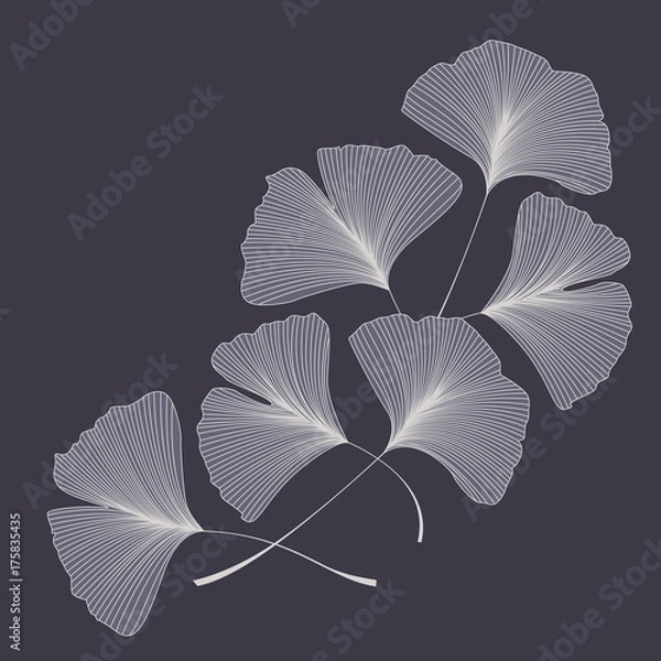 Obraz Ginkgo biloba leaves