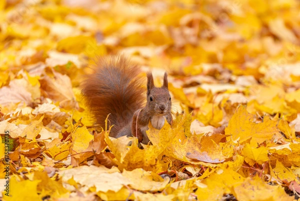 Obraz eichhörnchen