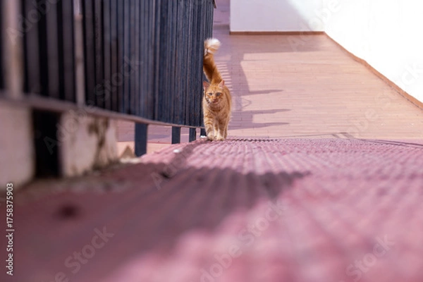 Obraz ginger cat tomcat stray walking