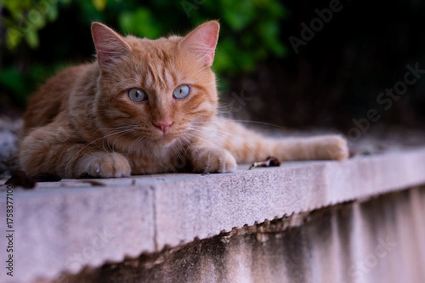 Obraz Ginger cat laying down