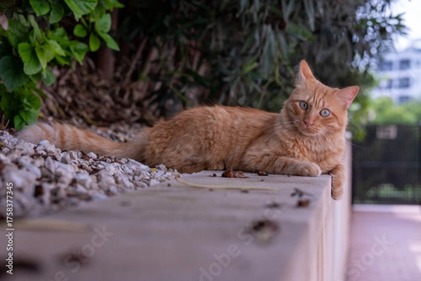 Obraz Ginger cat laying down