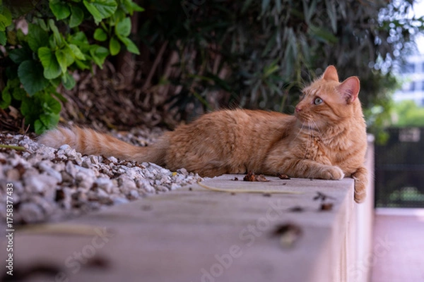 Obraz Ginger cat laying down