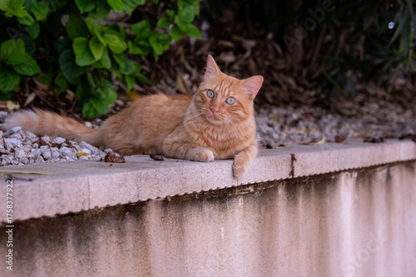 Obraz Ginger cat laying down