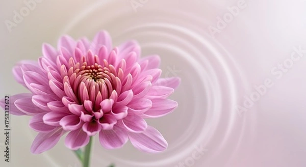 Obraz Close up of pink chrysanthemum flower with soft abstract background