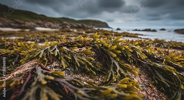 Obraz Close up of seaweed on a coastal rock with a dramatic cloudy sky background