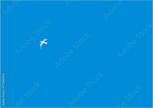 Obraz 青空に一羽で飛ぶオオセグロカモメ