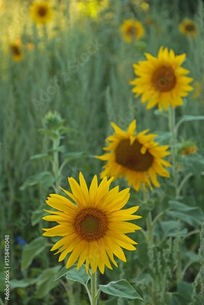 Obraz Sonnenblumen