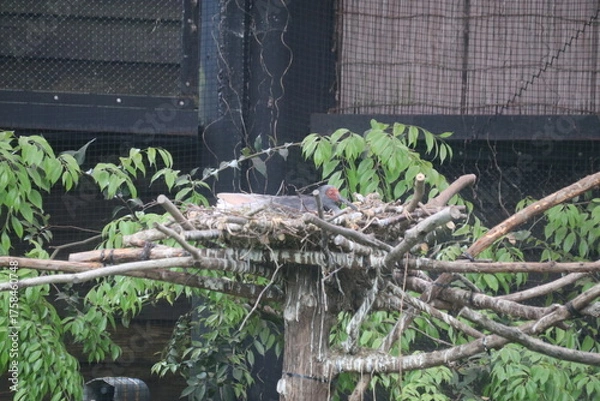 Obraz 春の佐渡島。春の佐渡島。卵を抱く雌のの朱鷺（トキ）。繁殖期には首から出る液を塗って灰色になる。