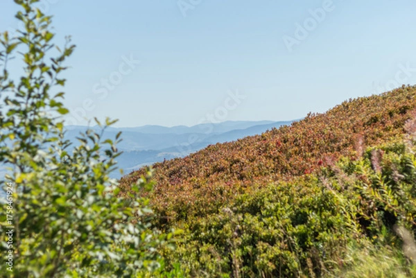Fototapeta Clear Horizon over Borzhava Valley in Early Autumn